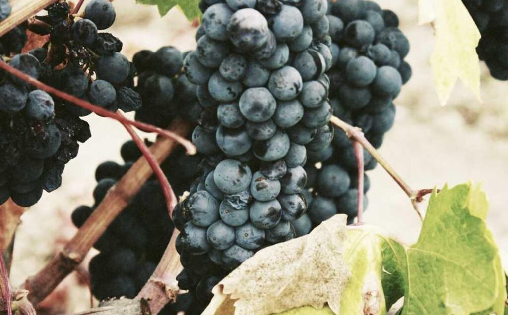 Indústria pode ter jovem aprendiz?