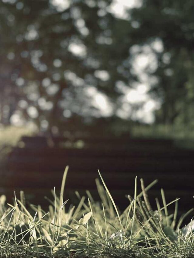 Webstories são formatos visuais e interativos para contar histórias na web, com navegação rápida, foco em mobile e integração a plataformas como Google, ampliando alcance e engajamento.